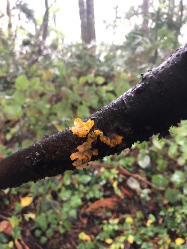 観察された菌類