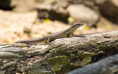 Trachylepis thomensis