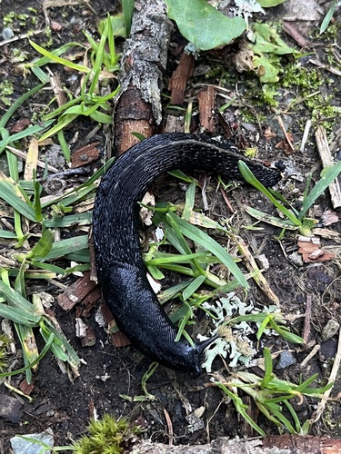 Limax cinereoniger