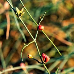 Ephedra foeminea