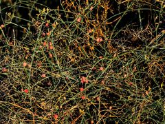 Ephedra foeminea