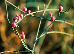 Ephedra foeminea