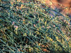 Ephedra foeminea