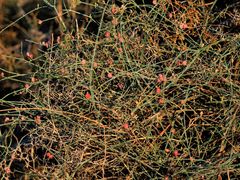 Ephedra foeminea