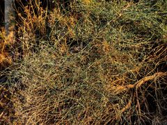 Ephedra foeminea