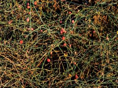 Ephedra foeminea