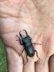 Dorcus rectus rectus