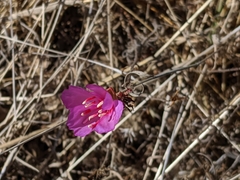 Clarkia rubicunda