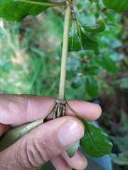 Coprosma tenuifolia