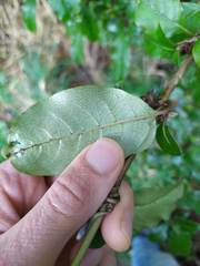 Coprosma tenuifolia
