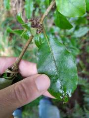 Coprosma tenuifolia