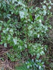 Coprosma tenuifolia
