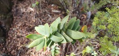 Veronica albicans