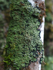 Pannaria athroophylla