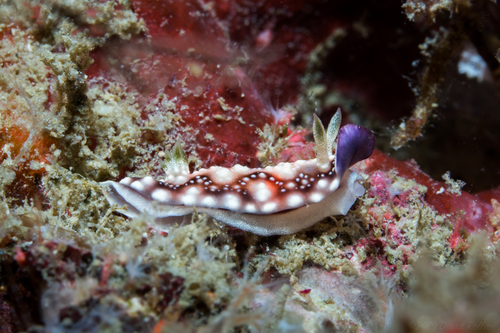 Geometric Goniobranchus