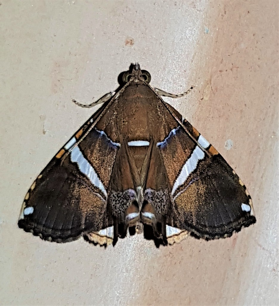 Eulepidotis albata