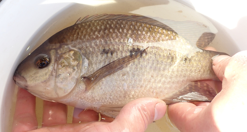 Kafue bream (Oreochromis andersonii) — Cichlidae — 2