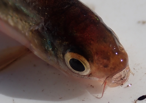 Straightfin barb (Enteromius paludinosus) — Cyprinidae — 5