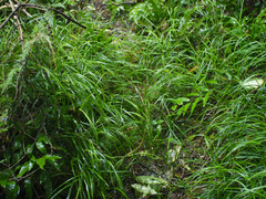 Poa anceps