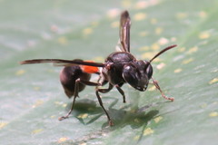Ropalidia sumatrae