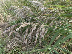 Phragmites australis