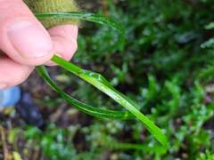 Poa anceps