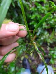 Poa anceps