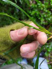 Poa anceps