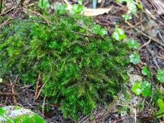 Echinodiopsis hispida