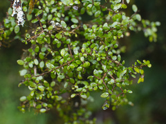 Coprosma wallii