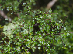 Coprosma wallii