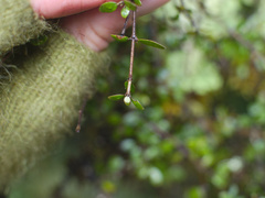Coprosma wallii