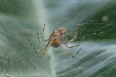 Theridion zonulatum