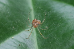 Theridion zonulatum