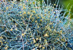 Ephedra foeminea