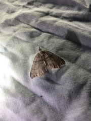 Chalastra pellurgata