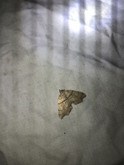 Chalastra pellurgata