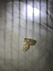 Chalastra pellurgata