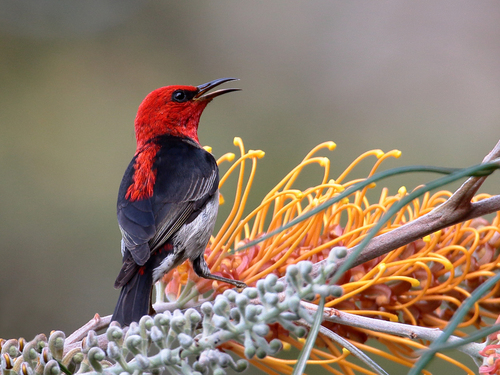 Scarlet Myzomela