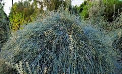 Ephedra foeminea