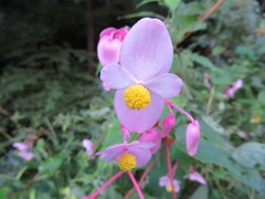 Begonia grandis