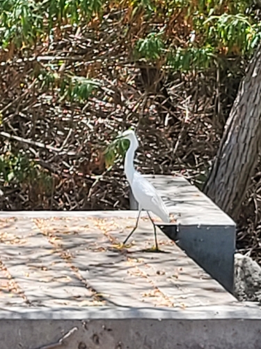 iNaturalist observation photo of Snowy Egret