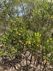 Acacia ixiophylla