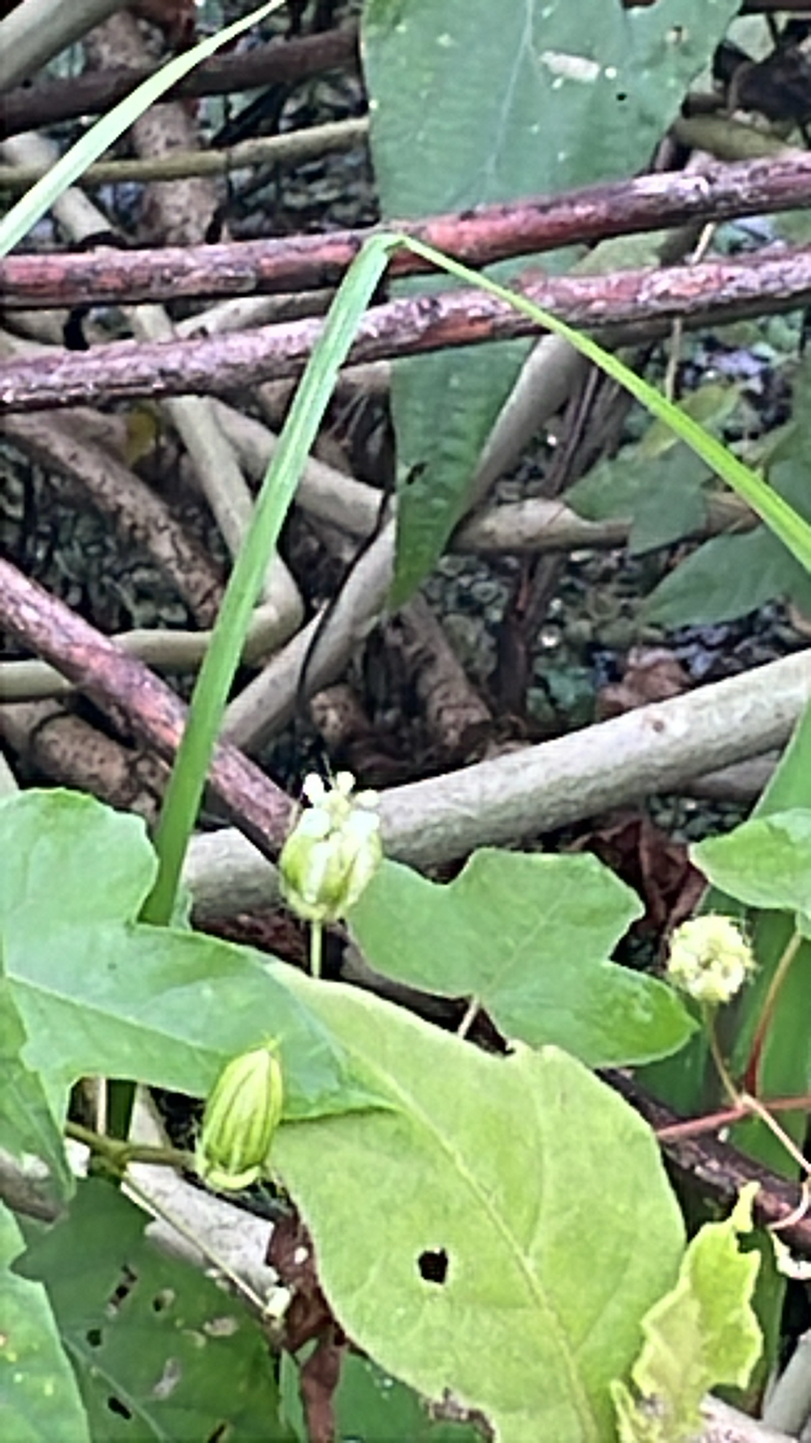 Passiflora foetida