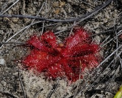 Drosera acaulis
