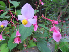 Begonia grandis