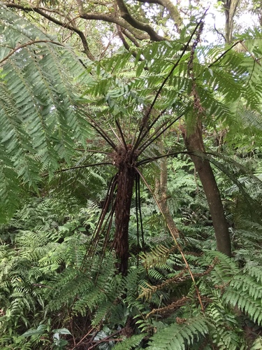Alsophila spinulosa (Alsophila spinulosa)