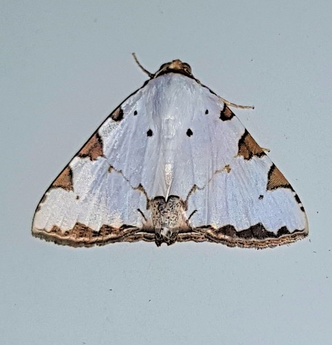 Eulepidotis testaceiceps