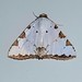 Eulepidotis testaceiceps - Photo (c) Gerry van Tonder, some rights reserved (CC BY), uploaded by Gerry van Tonder
