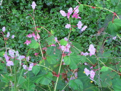 Begonia grandis